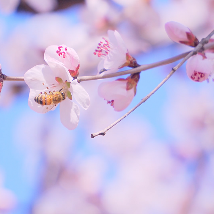 樱花